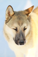 Yellow big dog on snow closes eyes. vertical