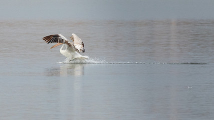 Dalmatian pelican landing in water in lake Karatza, Rodopi, Greece
