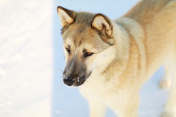 Yellow big dog on snow