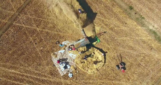 rising up from farmers threshing rice with machine directly in the truck