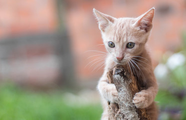 Gato filhote amarelo