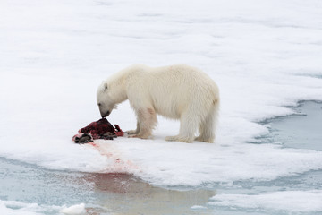 Fototapeta na wymiar Polar bear eating seal on pack ice