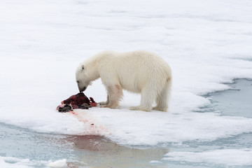 Polar bear eating seal on pack ice