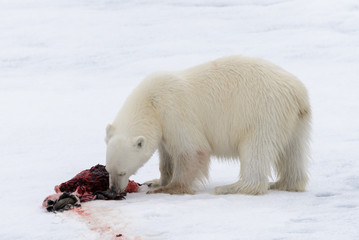 Polar bear eating seal on pack ice