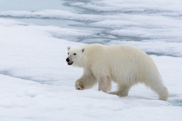 Polar bear (Ursus maritimus) going on the pack ice north of Spitsbergen Island, Svalbard