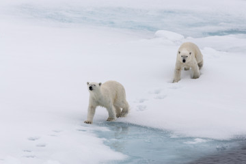 Obraz na płótnie Canvas Polar bear (Ursus maritimus) mother and cub on the pack ice, north of Svalbard Arctic Norway