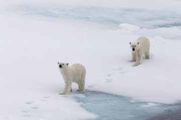 Polar bear (Ursus maritimus) mother and cub on the pack ice, north of Svalbard Arctic Norway