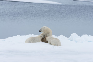 Naklejka na ściany i meble Polar bear mother feeding her cubs on the pack ice, north of Svalbard Arctic Norway
