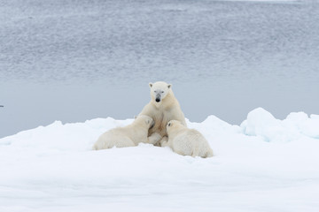 Plakat Polar bear mother feeding her cubs on the pack ice, north of Svalbard Arctic Norway