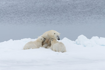 Obraz na płótnie Canvas Polar bear mother feeding her cubs on the pack ice, north of Svalbard Arctic Norway