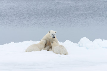 Polar bear mother feeding her cubs on the pack ice, north of Svalbard Arctic Norway