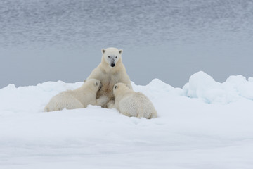 Fototapeta na wymiar Polar bear mother feeding her cubs on the pack ice, north of Svalbard Arctic Norway