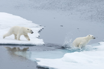 Obraz na płótnie Canvas Wild Polar Bear and cubs jumping across the ice on the pack ice, north of Svalbard Arctic Norway