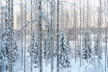 Frozen trees in the finnish forest in the winter. White snow covering the trees. Arctic nature in very cold weather. Hämeenlinna, Finland.
