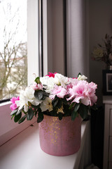 Blumentopf, Rosa auf einem Fensterbrett