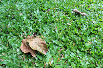 Green grasses and dry leaves in the garden. Calm.