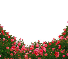 Naklejka premium Beautiful fresh red roses bush isolated on white background.Natural red roses background