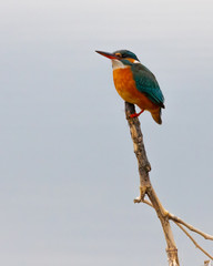 Close-up of a beautiful, colorful common kingfisher bird, spotted in Ptelea lagoon, Rodopi, Greece
