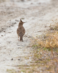 Eurasian skylark bird with charecteristic crest walking on a muddy path in Rodopi, Greece