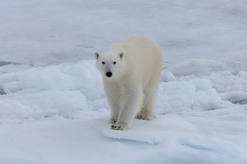 Obraz na płótnie Canvas Wild polar bear on pack ice in Arctic sea