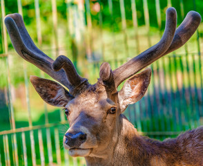Rot Hirsch,Red deer