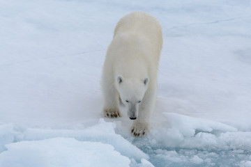 Wild polar bear on pack ice in Arctic sea © Alexey Seafarer