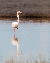 Portrait of a greater pink flamingo standing on one leg in Ptelea lake, Rodopi, Greece