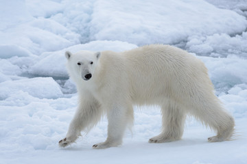 Naklejka na ściany i meble Wild polar bear on pack ice in Arctic sea close up