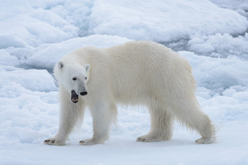 Plakat Wild polar bear on pack ice in Arctic sea close up
