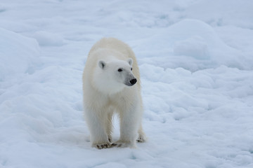 Naklejka na ściany i meble Wild polar bear on pack ice in Arctic sea close up