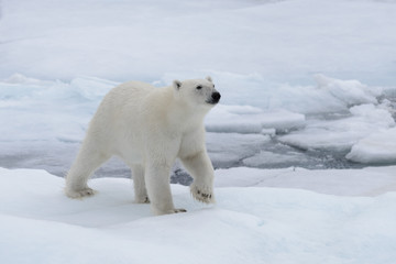 Fototapeta premium Wild polar bear on pack ice in Arctic sea