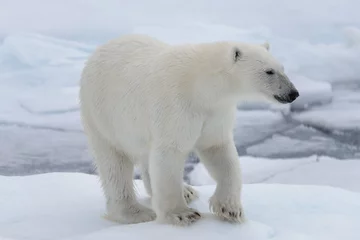 Fotobehang Wild polar bear on pack ice in Arctic sea © Alexey Seafarer