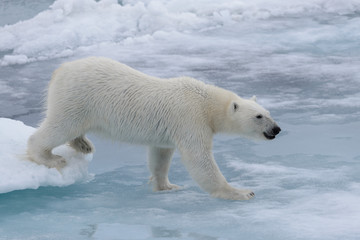 Wild polar bear on pack ice in Arctic sea