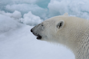Plakat Polar bear's (Ursus maritimus) head close up