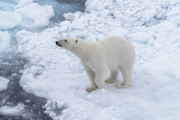 Wild polar bear on pack ice in Arctic sea