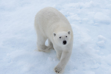 Naklejka na ściany i meble Wild polar bear on pack ice in Arctic sea from top, aerial view