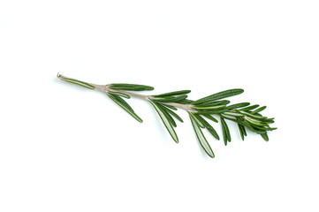 Rosemary leaf isolated on white background
