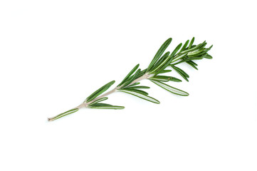 Rosemary leaf isolated on white background