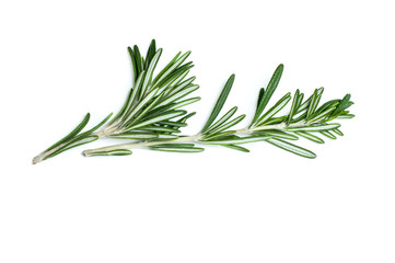 Rosemary leaf isolated on white background