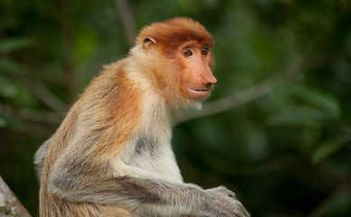 Portrait of Proboscis Monkeys Borneo