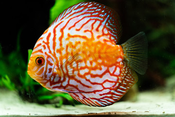 orange discus fish
