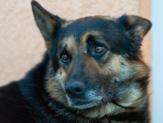 german wolfdog
