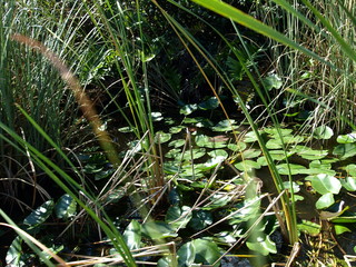 Landschaft Tiere © Timo