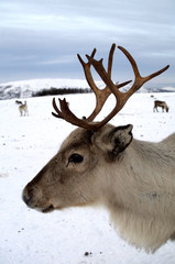 Rentier steht im Schnee in Troms&oslash;, Norwegen