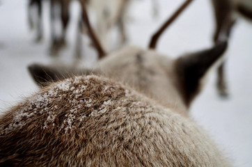 Rentier steht im Schnee in Troms&oslash;, Norwegen
