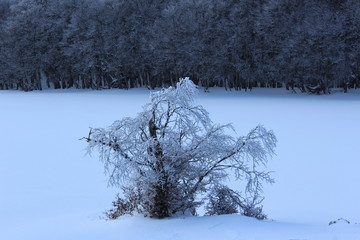 Icey tree on snow