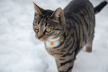 Beautiful gray striped cat in the snow the Netherlands