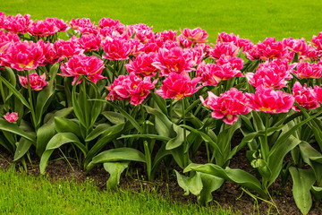 Pink tulip flowers, Holland, Kukenhof park, Netherlands