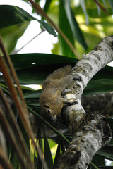 Eichh&ouml;rnchen auf einem Baum auf Bali, Indonesien