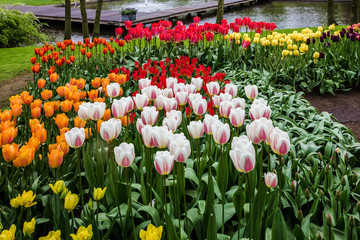 Tulips park Keukenhof - largest flower garden in Europe, Holland